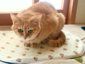 ペット用ホットカーペットの上で温まる我が家のシニア猫茶トラのメイ