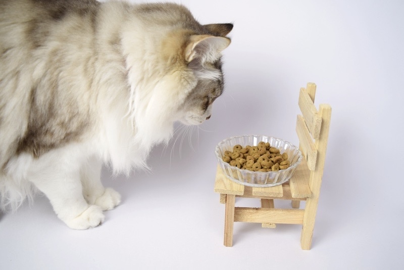 フードを見つめる猫