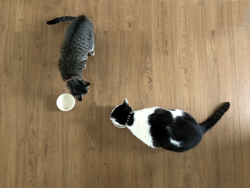 ご飯を食べる2匹の猫