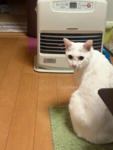 ヒーターの前で暖まる我が家のシニア白猫