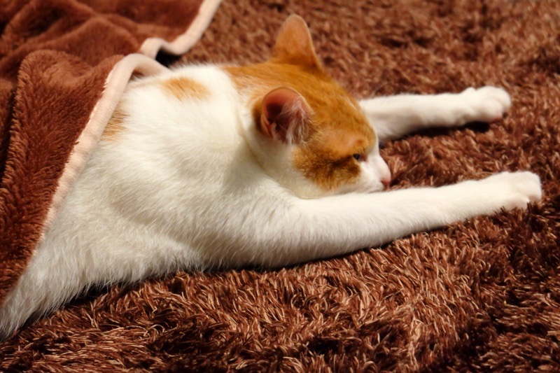 毛布をかけて寝ている猫