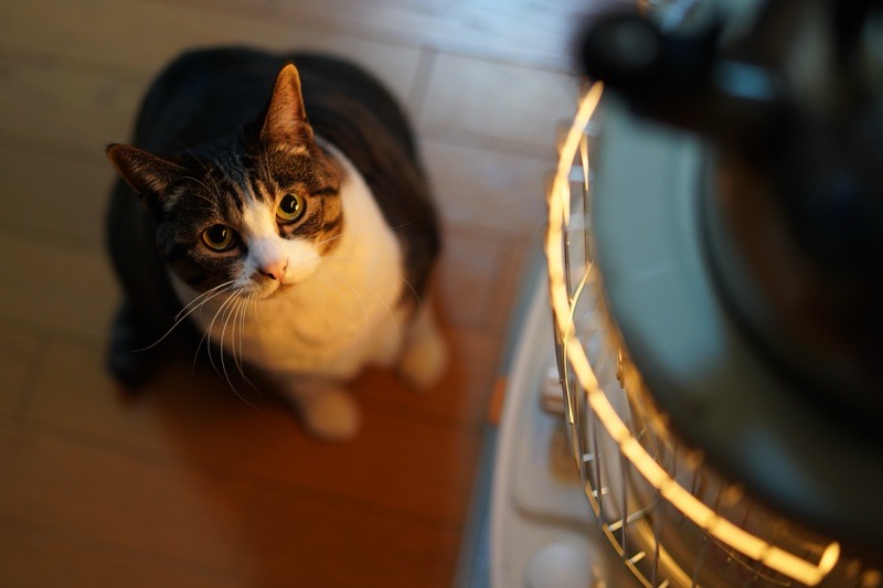 ストーブを見上げる猫