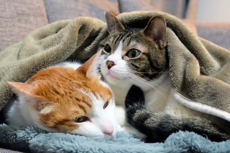 毛布にくるまる猫