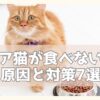 フードの横に佇む猫