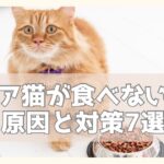 フードの横に佇む猫