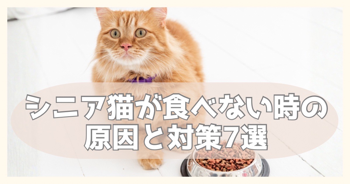 フードの横に佇む猫