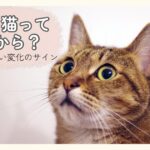 シニア猫は何歳からか考える目安を伝える、こちらを見上げる猫の写真