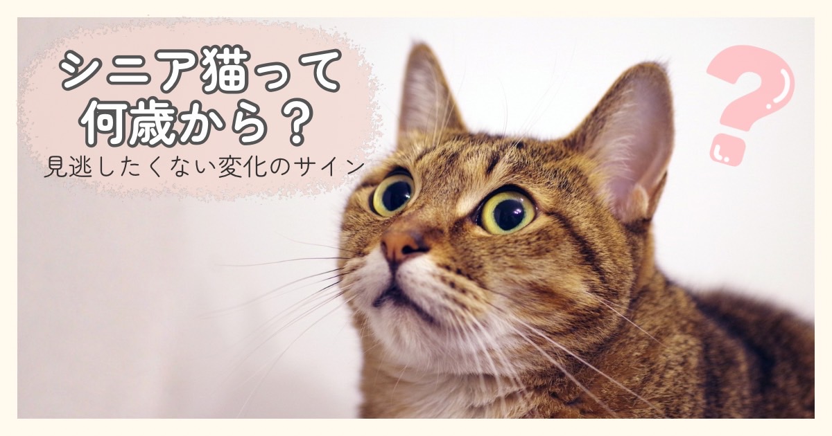 シニア猫は何歳からか考える目安を伝える、こちらを見上げる猫の写真