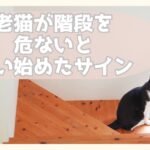 階段の下で振り返る猫