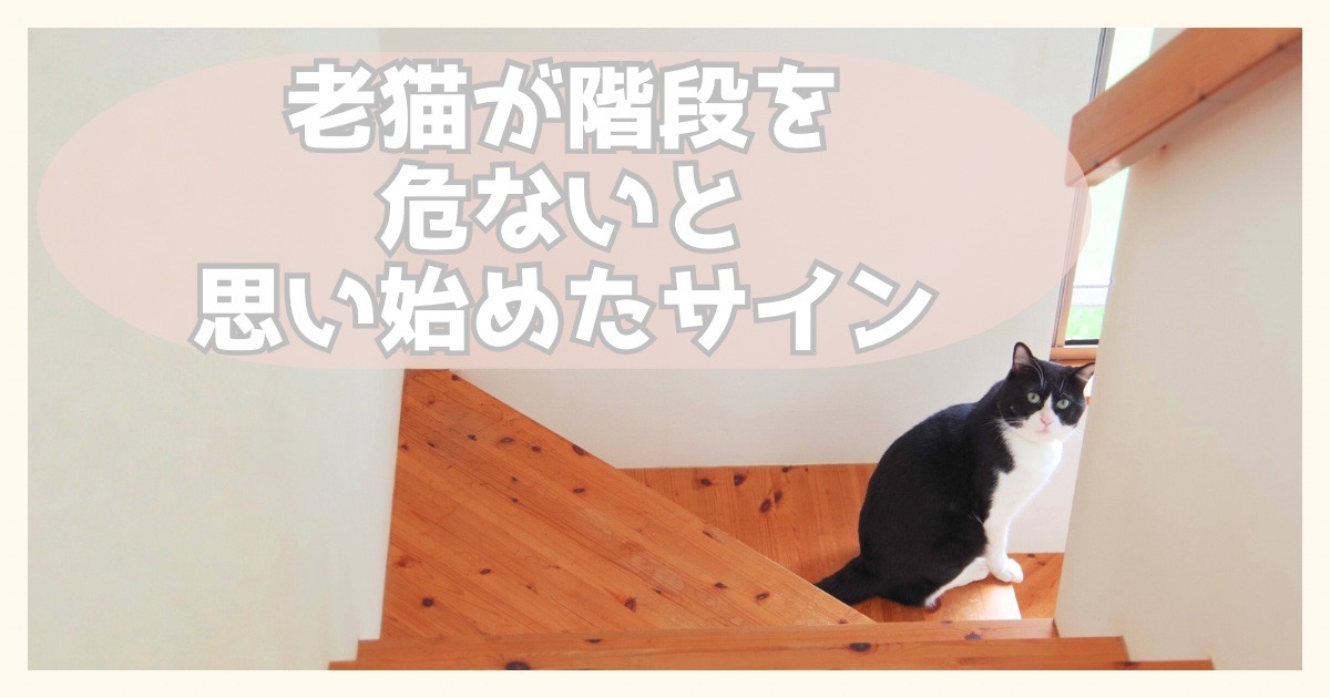 階段の下で振り返る猫