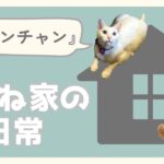 らむね家の日常05.「ワンチャン」