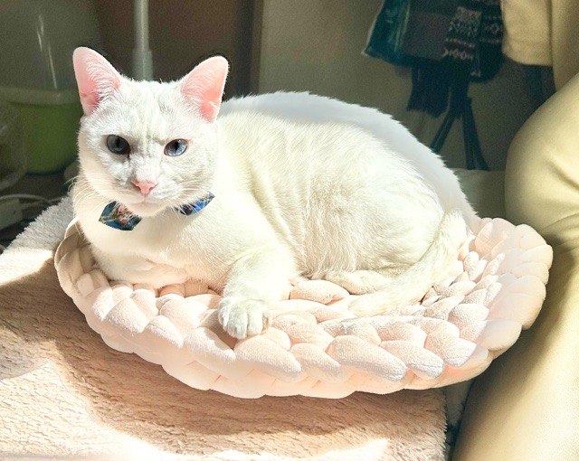 ソファーの上の猫ベッドでくつろぐ我が家のシニア猫ロイ坊くん