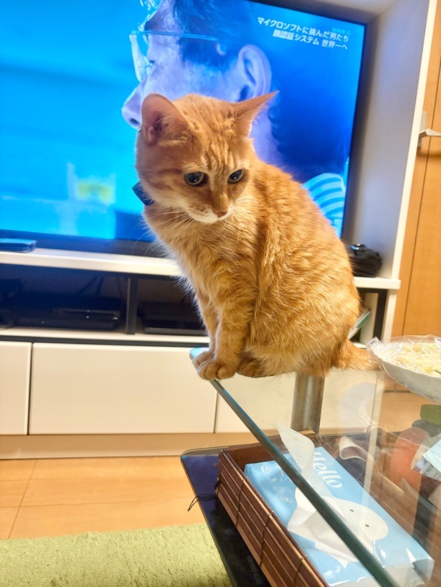 ガラステーブルの上にいる我が家のシニア猫茶トラのメイ