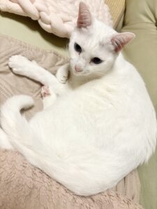 ソファーにいる我が家のシニア猫白猫ロイシー