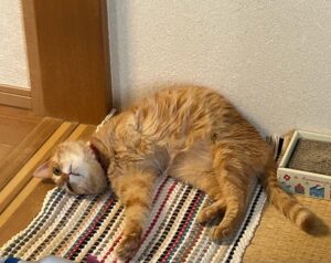 ヒーターの風にあたりお腹を温める我が家のシニア猫メイ