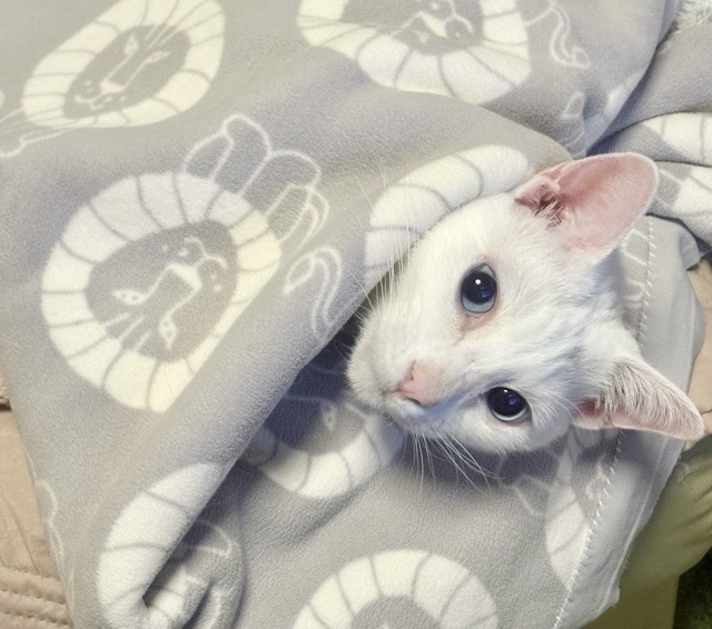 我が家のシニア猫ロイ坊くん