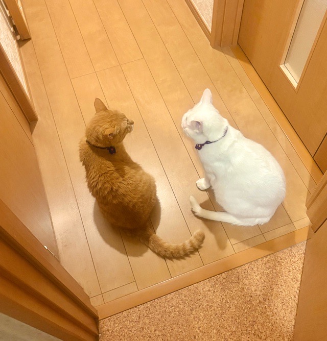 向かい合う我が家の2匹のシニア猫