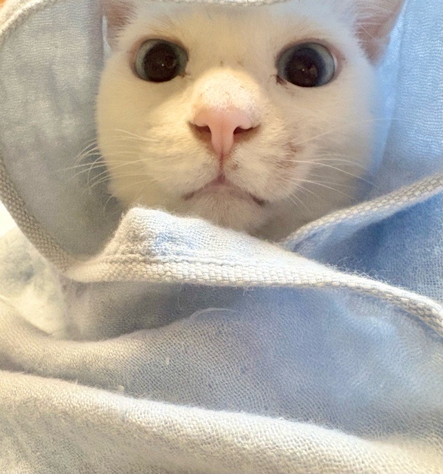 我が家のシニア白猫ロイシー