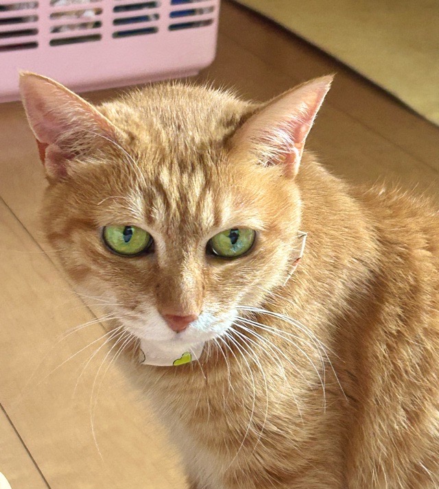 我が家の茶トラシニア猫メイ