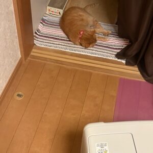 ヒーターで温まりながら寝転ぶ我が家のシニア猫メイ