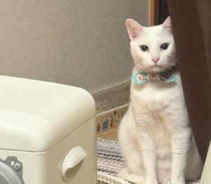 ヒーターで温まる我が家のシニア猫ロイシー