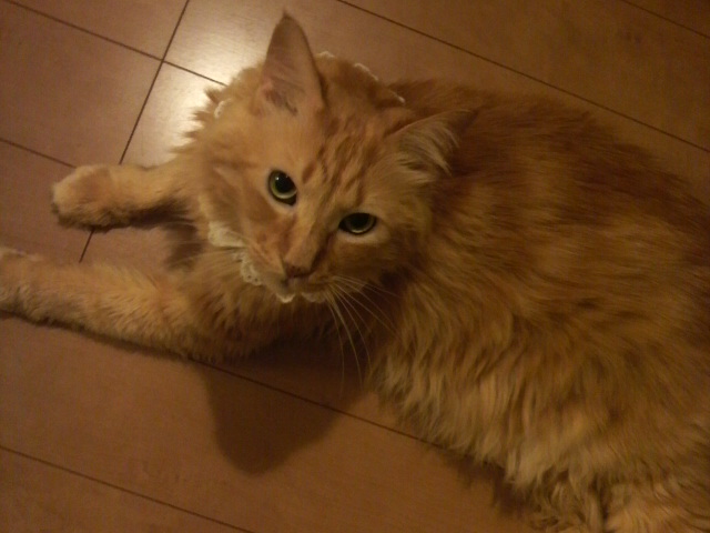 茶トラ長毛の保護猫ウィリアム｜我が家に迎えた先代猫