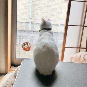 窓から外を眺める我が家のシニア猫ロイシー