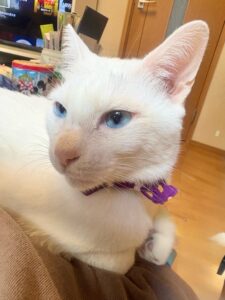 おすまし顔の我が家のシニア猫ロイ坊くん