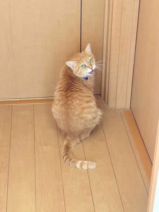 ドアを開けてほしいと振り返って鳴く我が家のシニア猫茶トラ猫メイ