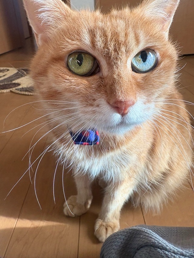 我が家のシニア猫茶トラのメイ