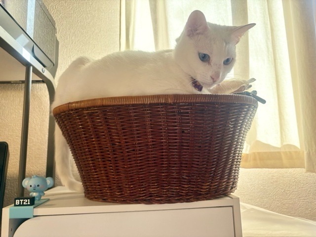 パソコンラックの隣の棚の上の籠に収まっている我が家のシニア猫白猫ロイ坊くん