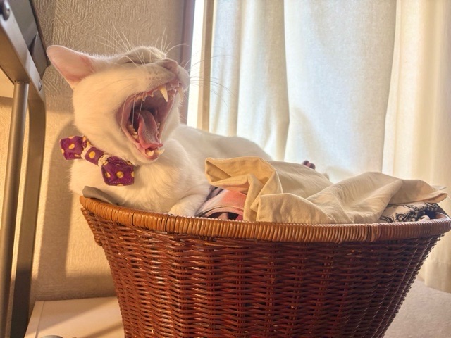 パソコンラックの上の籠に収まり、大あくびをする我が家のシニア猫白猫ロイ坊くん