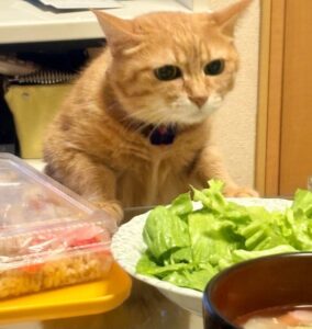 食卓の上の人間のごはんのにおいを嗅ぐ我が家のシニア猫メイ子さん