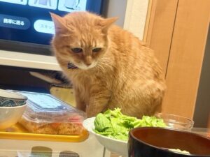 食卓に上がる我が家のシニア猫メイコさん
