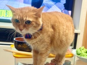 食卓に上がりこちらに向かって何かを訴えるような顔をしている我が家のシニア猫メイ子さん