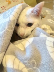 毛布にくるまり今にも寝そうな我が家のシニア猫ロイ坊くん