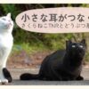 さくら耳の猫を守る活動｜さくらねこTNRとどうぶつ基金の取り組みを紹介するアイキャッチ画像