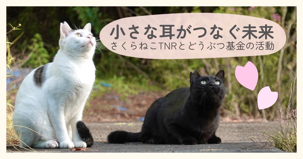 さくら耳の猫を守る活動｜さくらねこTNRとどうぶつ基金の取り組みを紹介するアイキャッチ画像