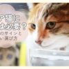 シニア猫が水を飲んでいる様子と水分不足のサインを考えるイメージ