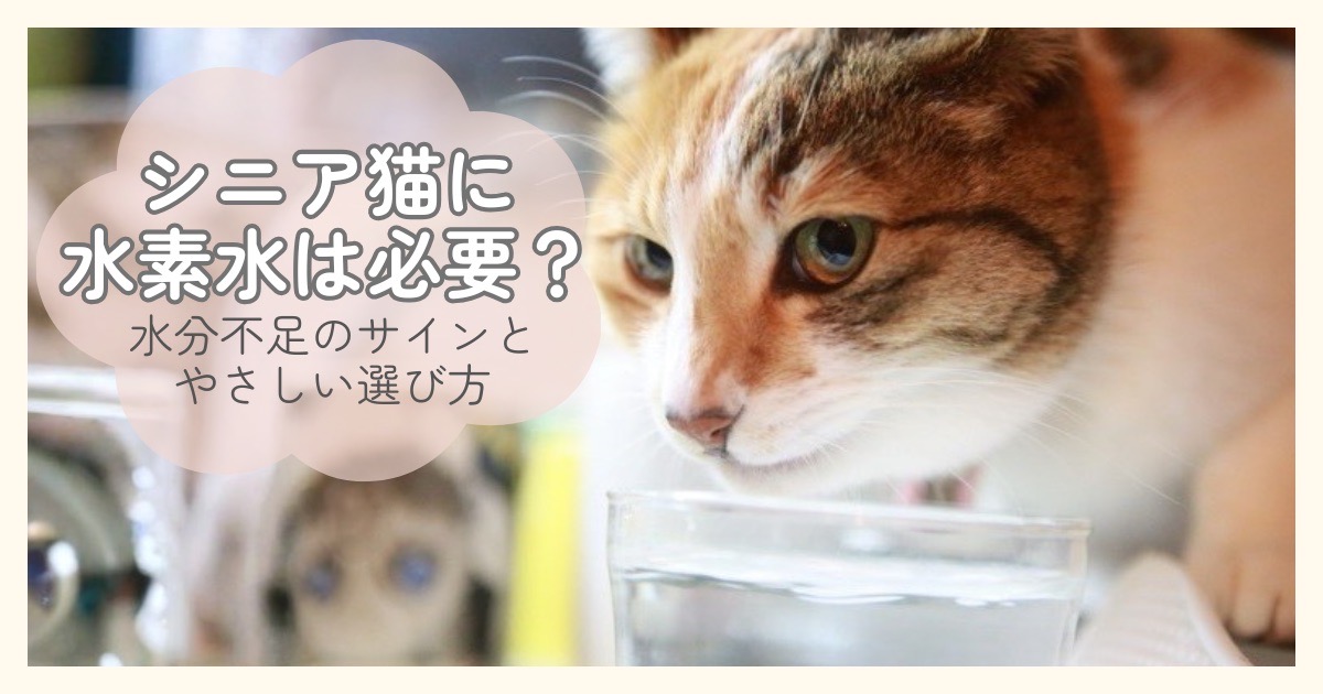 シニア猫が水を飲んでいる様子と水分不足のサインを考えるイメージ