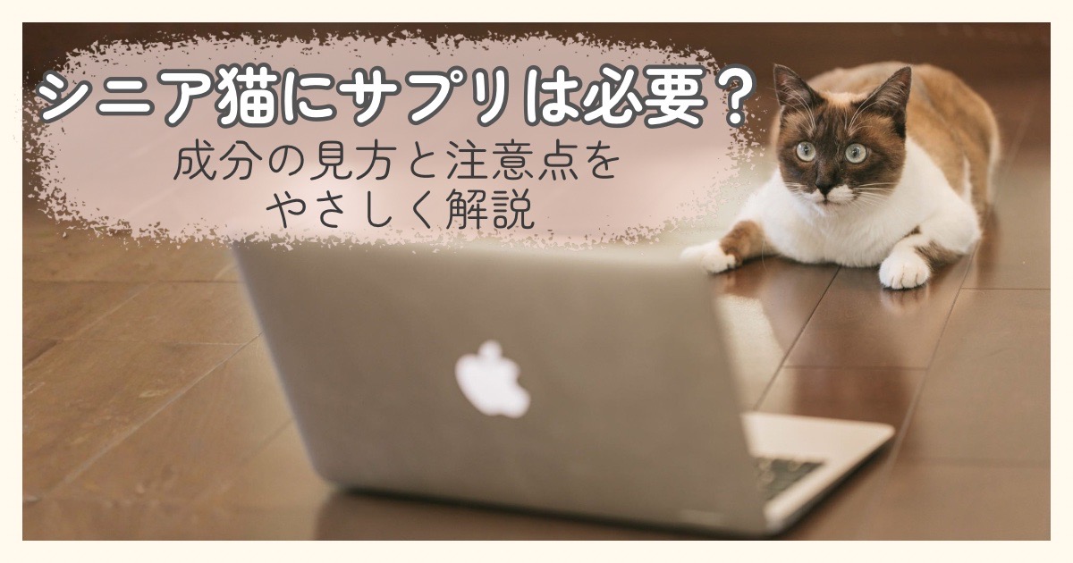 シニア猫にサプリは必要かどうかを考えているイメージの猫の画像