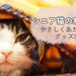 シニア猫の寒さ対策グッズおすすめ5選｜ブランケットに包まる猫のイメージ