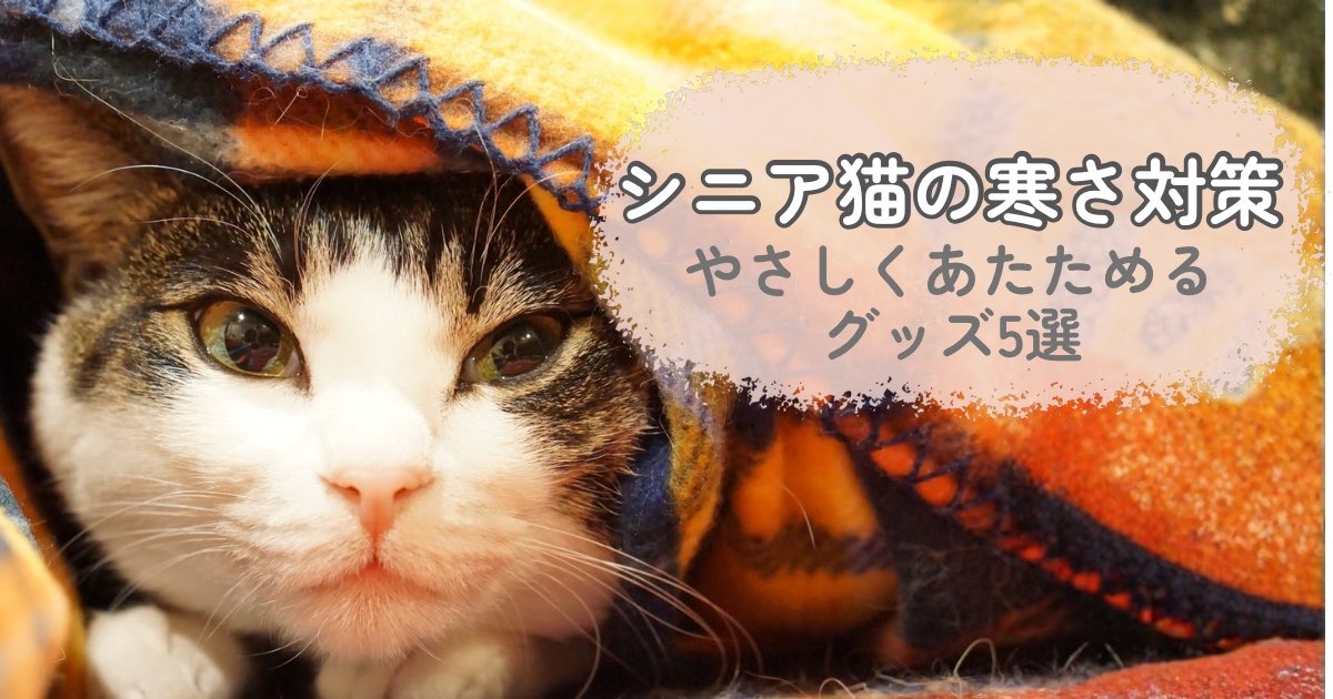 シニア猫の寒さ対策グッズおすすめ5選｜ブランケットに包まる猫のイメージ
