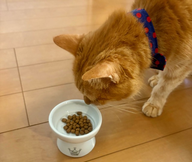 モグニャンを食べようとしている我が家のシニア猫15歳のメイ