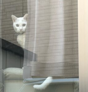 窓辺のカーテン越しに外を見つめる我が家のシニア猫ロイシー