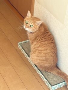 爪研ぎの上で振り返り気味にこちらを見上げる我が家のシニア猫メイ