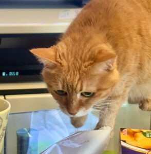 テーブルに上り、食べ物を探している我が家のシニア猫メイ子さん