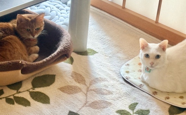 こちらを見ている我が家のシニア猫メイとロイシー