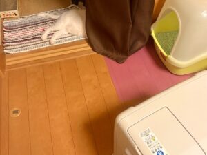 カーテンに半身を隠して、ヒーターに当たる我が家のシニア猫ロイ坊くん