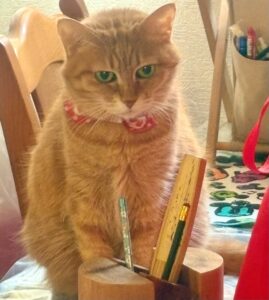 冬毛になってモフモフな我が家のシニア猫メイ子さん